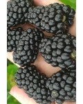 Ожина Каламбія Стар безколючкова | Rubus fruticosus Columbia Star | Blackberry Columbia Star | Ежевика Каламбия Стар бесшипная